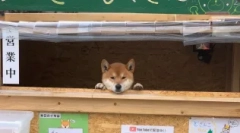 Siba inu: јапонски куче-насмеани