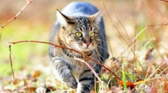 Сибирската мачка (слика): приврзан меки со кралски карактер