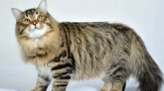 Сибирски мачка