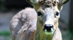 Сибирски робо