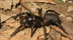 Сиднеј смешни паука