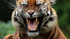 Моќ на животински залак