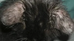 Симптоми и третман на демодероза во мачка