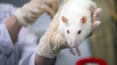 Симптоми и третман на микоплазмоза кај стаорци од опасна болест