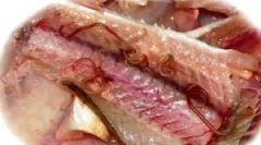 Симптоми и третман на опискорокоза