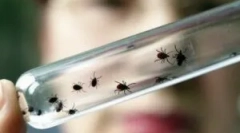 Симптоми на енцефалитис по штиклиран горчлив