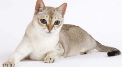 Сингапур мачка (сингапур)