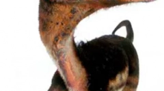 Синозауроптерикс