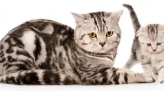 Систем на органи за одгледување