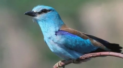 Единица на обични