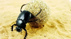 Укинување на свето