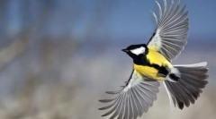 Скелетот и мускулатурата на птиците