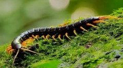 Скупендра (фото): пет, од кој фрла во тресење