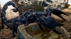 Шкорпија црно