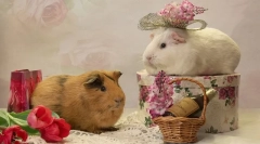 Премин на гвинеја свињи