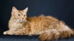 Здодевност (scocca)