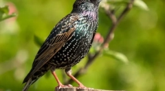 Skzorets (фотографии): вистински пролет хералд