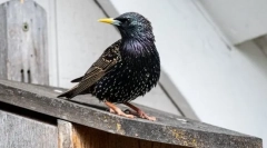 Skzorets - птица се потсмева