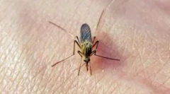 Отпечатоци од комарци на телото