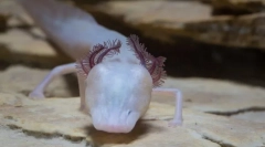 Спие саламандер - највисок предатор на подземниот водоносен слој на тексас