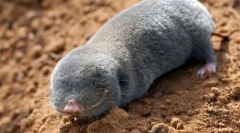 Дебелиот гигант