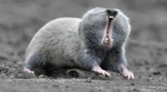 Floum: опис и начин на живот