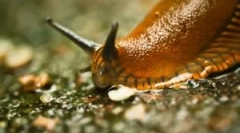 Голтка: кои се она што изгледаат и штетни?