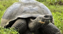 Брегот на слоновата желка