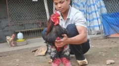 Слоновите кокошки ха донг тао