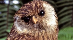 Ламентинг був