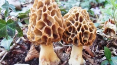 Smorchchki и starchs