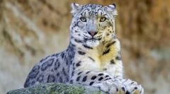 Снежни решетки-ирбис