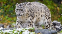 Снежен леопард