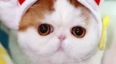 Snoopy-cat: теди муркалка која го освоил интернетот