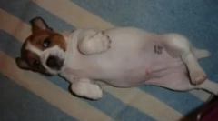 Кучен пасош: како и за она што го прави печат милениче