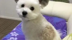 Куче гара со уши како чебурашка