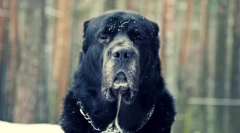Куче алабаи (фото): добар темперамент под ужасниот изглед