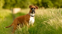 Куче боксер (слика): море на љубезност под ужасниот изглед