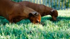 Кучето јаде други животни измет: зошто и како да се одвик