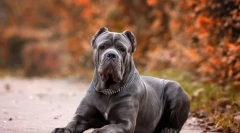 Куче кејн корсо (фото): верен пријател и бранител, кој секогаш е близу