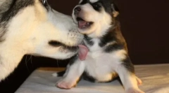 Кучето ја лиже ногата на сопственикот: причините за манифестацијата на миленичето