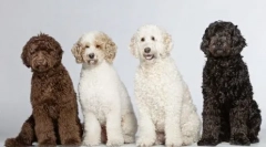 Куче диригент: 5 најдобри рендерирање раси