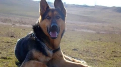 Кучето источноевропски овчар (слика): странски бранител и вистински пријател