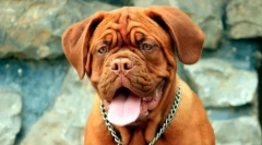 Brachicephali кучиња: листа на раси и препораки до сопствениците