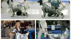 Дмитриј медведев кучиња и мачки: кој живее во политиката