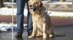 Кучиња во служба на лице