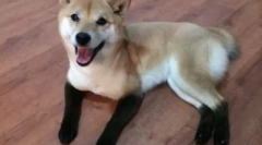 Кучиња како лисици