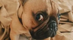 Руски ѕвезди кучиња: омилени миленичиња