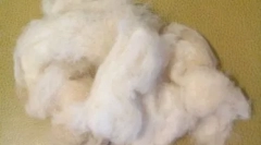 Кучиња со коса наместо волна: специјални раси со големи барања