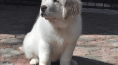 Кучиња од најмногу, врвни записи за кучиња